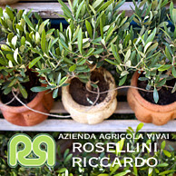 VIVAI ROSELLINI RICCARDO