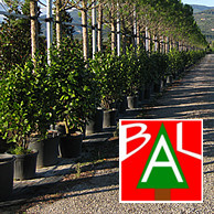 VIVAI PIANTE BAL